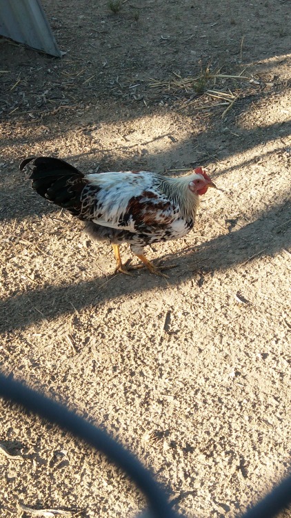 gloriousskivvies:Anyone good at identifying chicken breeds? So a friend caught this guy that snuck i