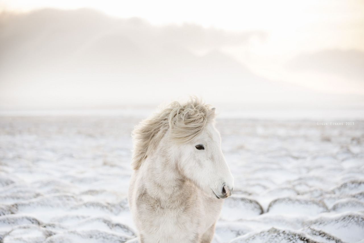 betomad:  icelandic white horse. photo by Gigja Einarsdottir 