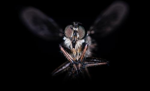 Horse-fly with big eyes [OC]