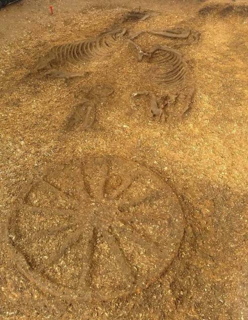 mostly-history:Iron Age horse and chariot found buried together in Pocklington(Yorkshire).This was o