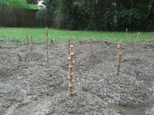 Sex March 25.  First day planting Yuca. pictures