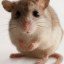 theunknownmouse