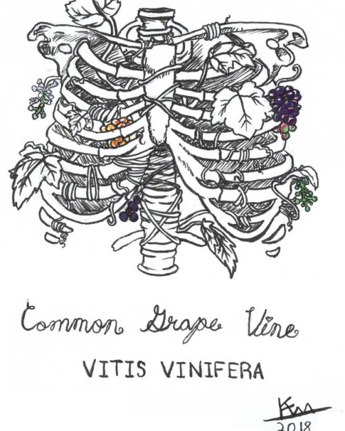 VITIS VINIFERA Common Grape Vine One of my favourite pieces. #ottawaart #traditional #bones #ribcage