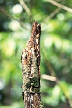 silverhawk:  silverhawk:  HEY HEY guys look at this fucking birdthis bird is called the potoo and despite its weird appearanceIT CAMOUFLAGES SUPER WELL???pls give this underappreciated bird species some notice bc damn no one knows how COOL these birds