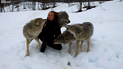 kimiko24: Wolves have long faced a precarious existence in the face of an ever expanding