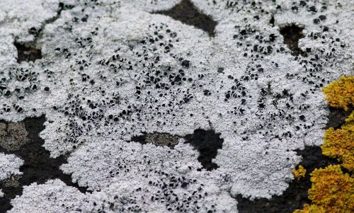 morrak:lichenaday:Tephromela atraT. atra is crustose, with irregular areoles and a cracked, popcorny