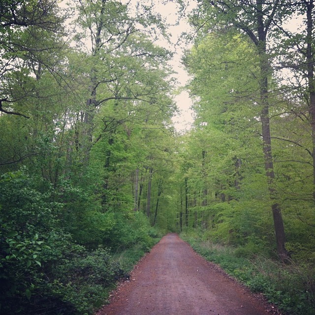 forest near where the brothers Grimm were born