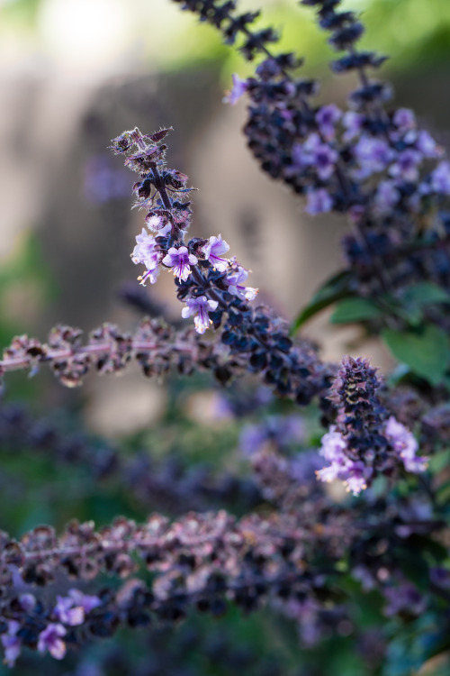 Thai Basil