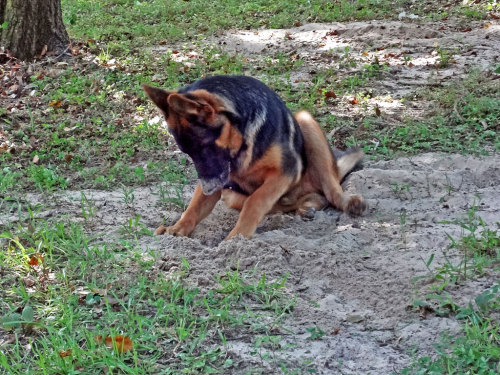 germanshepherddogs:  mainenaturegreyhounds:  That’s not a Greyhound…That’s Rocko: What can I say, I fell in love with Rocko while visiting with Mom, in Florida. Rocko belongs to Mom’s neighbor, Joe, and is a gorgeous 4 month old German Shepherd