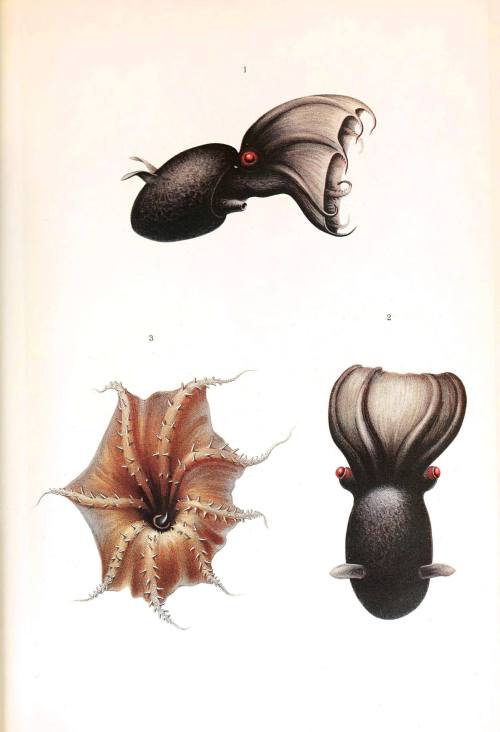 Lula-vampiro-do-inferno / Vampire squid (Vampyroteuthis infernalis).Carl Chun, 1909.