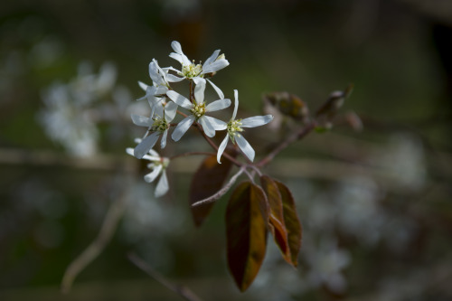 blooming season