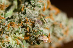 veeveeganja:  Indica dominant strains >