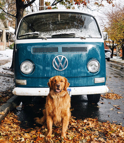 boredpanda:    Human Takes His Dog On Epic Adventures, Proves That Dogs Are The Best Travel Buddies   