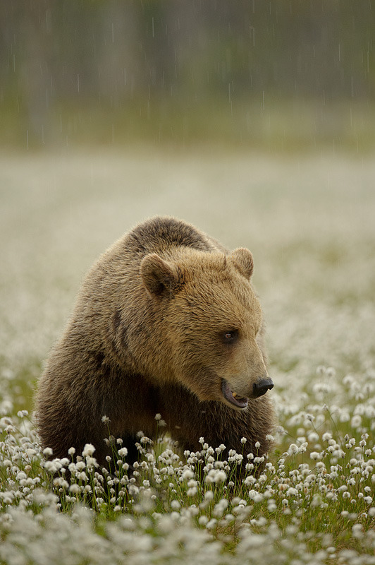  Brown Bear by Edwin Kats 