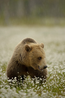  Brown Bear by Edwin Kats 