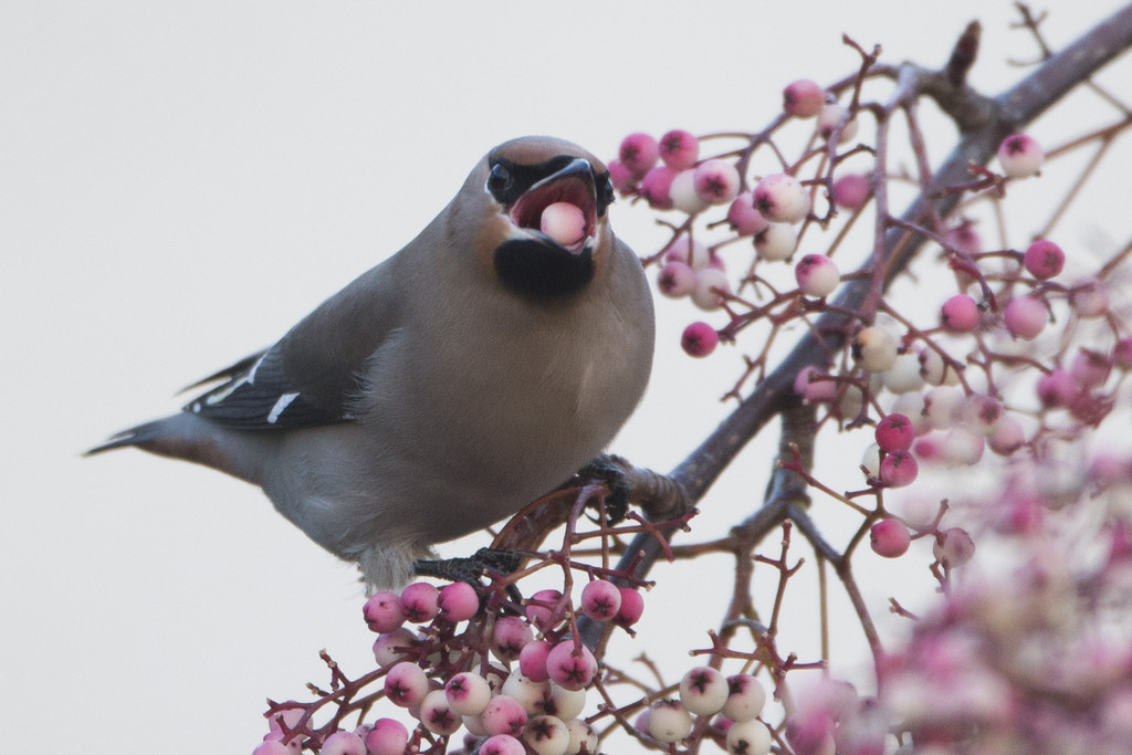 awkwardsituationist:  every december, waxwings descend on great britain from their
