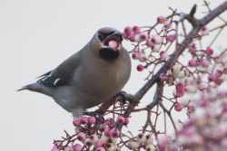 awkwardsituationist:  every december, waxwings descend on great britain from their naive scandanavian breading grounds. birdwatchers across the uk travel hundreds of miles to catch a glimpse of the rare birds, who turn up in significant numbers every