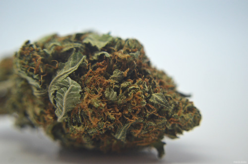 nickijuana:  Bubba Kush- No edit  