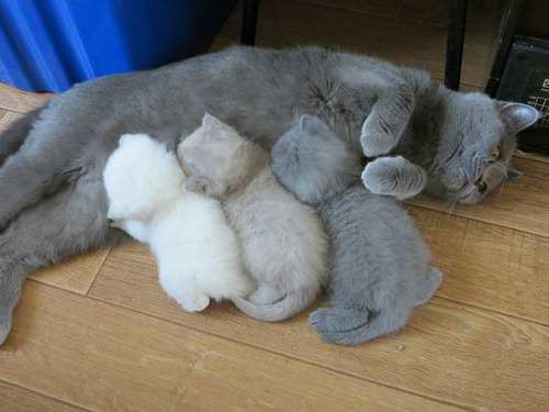 black–lamb:thispoetspace:boredpanda:20+ Proud Cat Mommies With Their Kittens@itsthelesbianaToo