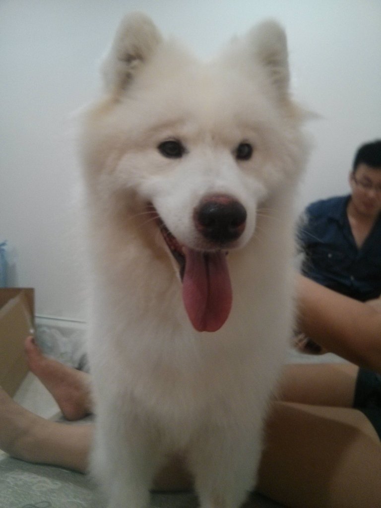 cute-overload:  Finally got her today after years of wanting to get a dog!http://cute-overload.tumblr.com