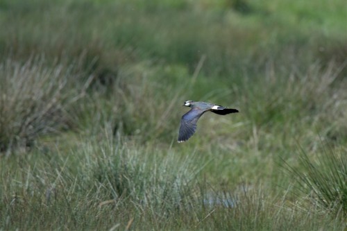 Lapwing in flight