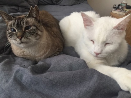 Cats, Cats, Cats!