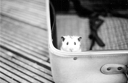 praecllarus:  flickr. 