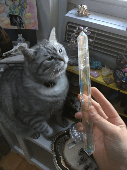 mamadivaa:  adrien-rose:  mamadivaa: Greedy crystal kitty!!!  Why isn’t she evolving   My god please do NOT start this meme on another one of my posts. 😂
