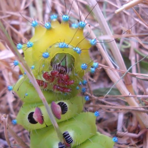 Peacock Moth Caterpillar (Saturnia pyri). Credit: Unknown