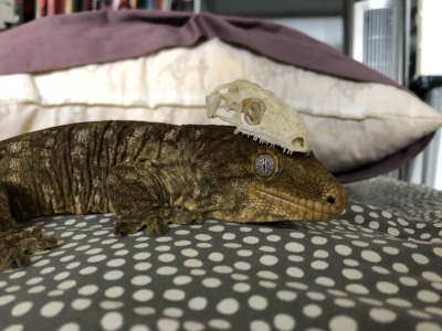 mother-entropy:submalevolentgrace:kaijutegu:Ever wonder what goes on inside the world’s largest gecko’s head? Wonder no more! This handsome model is Eustace (owned by @kittje), and with him is the skull of a New Caledonia giant gecko, aka the leachie