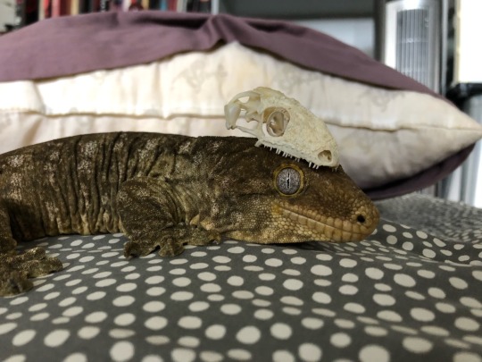 mother-entropy:submalevolentgrace:kaijutegu:Ever wonder what goes on inside the world’s largest gecko’s head? Wonder no more! This handsome model is Eustace (owned by @kittje), and with him is the skull of a New Caledonia giant gecko, aka the leachie