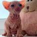 iloveurcat:1eos:ppl on fb were being so mean to this baby and i got so sad&hellip;