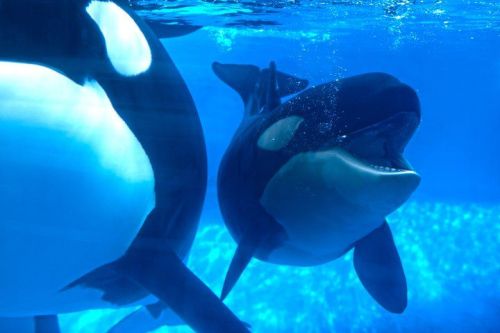 Gender: MalePod: N/APlace of Capture: Born at SeaWorld of FloridaDate of Capture: Born October 9, 20