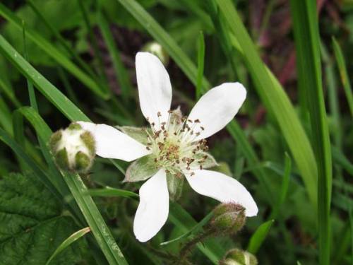 Rubus ursinus, Trailing Blackberry (Rosaceae). Unlike the nonnative Himalayan Blackberry, this nativ