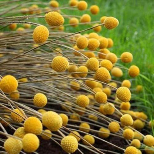 ‘Billy Buttons’ Craspedia Globosa