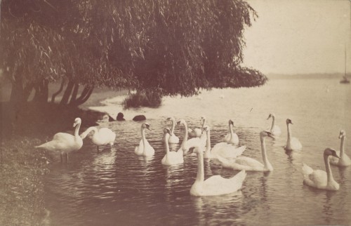 Swans on the Water, unknown American artist, 1880s-90s