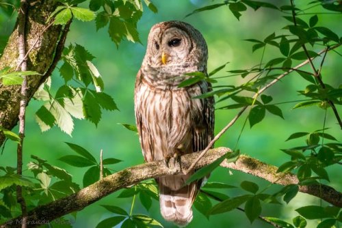 pagewoman:Female Barred Owl✯by Maranda Mink