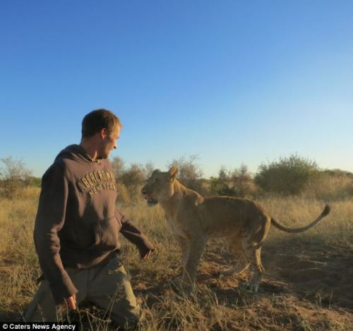 viitec:  phototoartguy:  The lioness who hugs hoodies: Amazing pictures of abandoned big cat and her heartwarming bond with men who saved her This is enough to warm even the wildest of hearts. Deep in the African bush a lioness gives giant hug to the