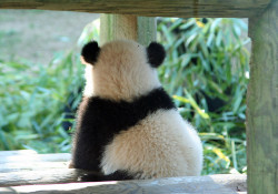 pandas-incorporated