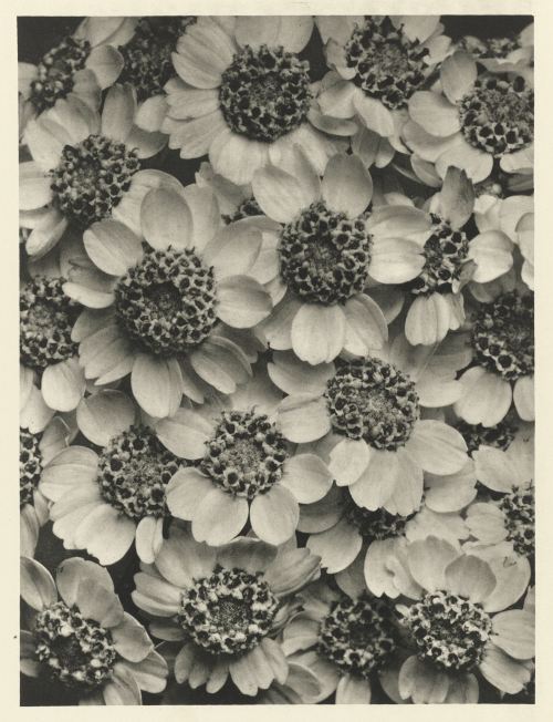 Karl Blossfeldt, Botanical Photographs, Late 1920′s Rijksmuseum 