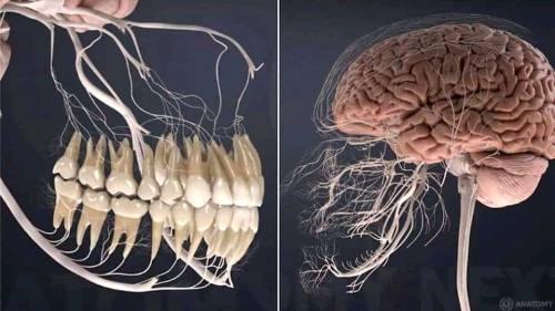 psychopathicneighbor:The nerves connected to the human jaw.