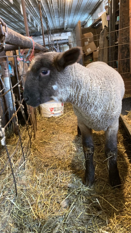 My Cute Lamby Boi
