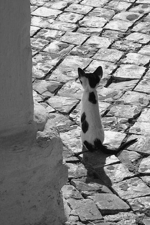 Faraujo aka Filipe Araujo (Portuguese, based Portugal) - Tiny Cat, 2009, Photography