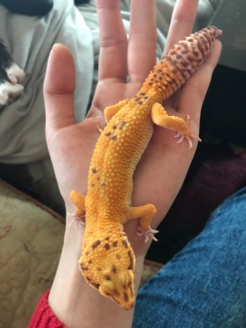 pastrygeckos:Agatha and zeroGrade A babies, obviously very talented at blep!