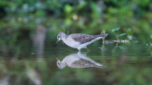  Marsh Sandpiper (Tringa stagnatilis) >>by PAULO 