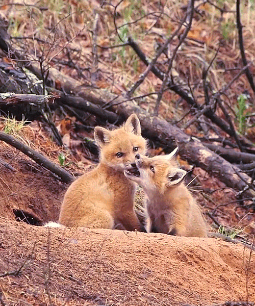 walkingfoxy:  guess who’s cute! give up? it’s you! 