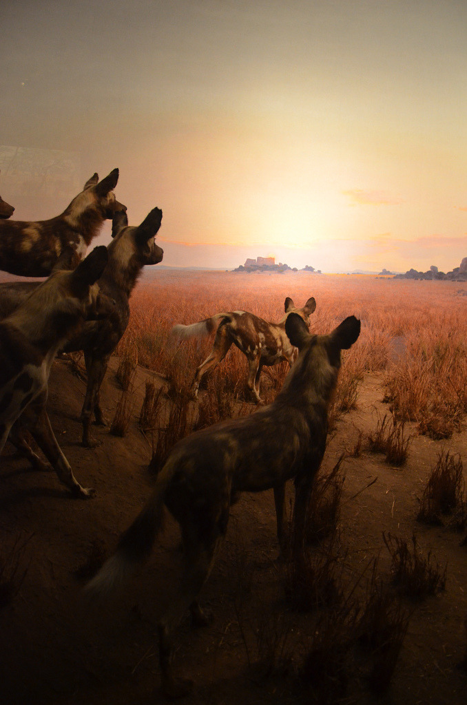 mystic-revelations:  NYC - AMNH - Akeley Hall of African Mammals - Hunting Dogs By nunito1987