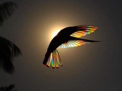 deadcatwithaflamethrower:cuzosu-blog:everythingstarstuff:Sunlight passing through the wings of a Bla