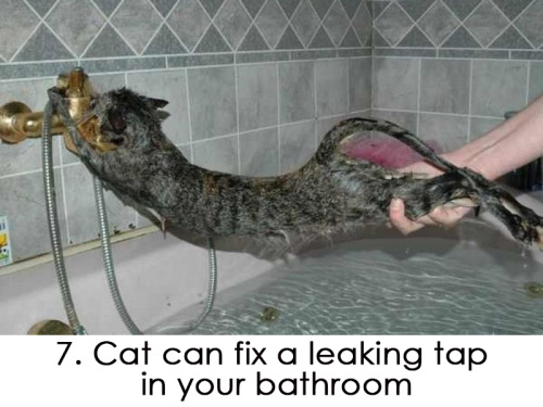 Hilarious! 30 ways to use your cat in household! Funny and ridiculous thing your cat can do for you!