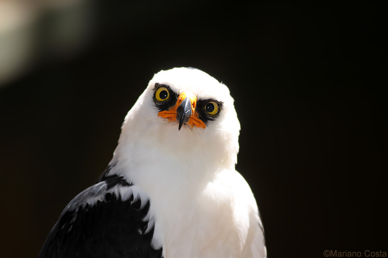 sea-hound: dorky-fandom-reblogs:  I HAVE FOUND THE ANGRIEST BIRD THESE ARE CALLED
